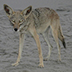 The Coyotes And Dolphins Of Sand Island