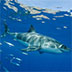 The Great White Shark of Baja