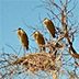 Great Blue Herons Of Baja