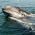 The Art Of Grey Whale Watching
